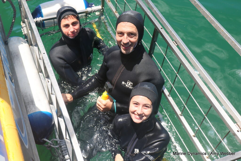 Shark cage diving, Gansbaai, South Africa