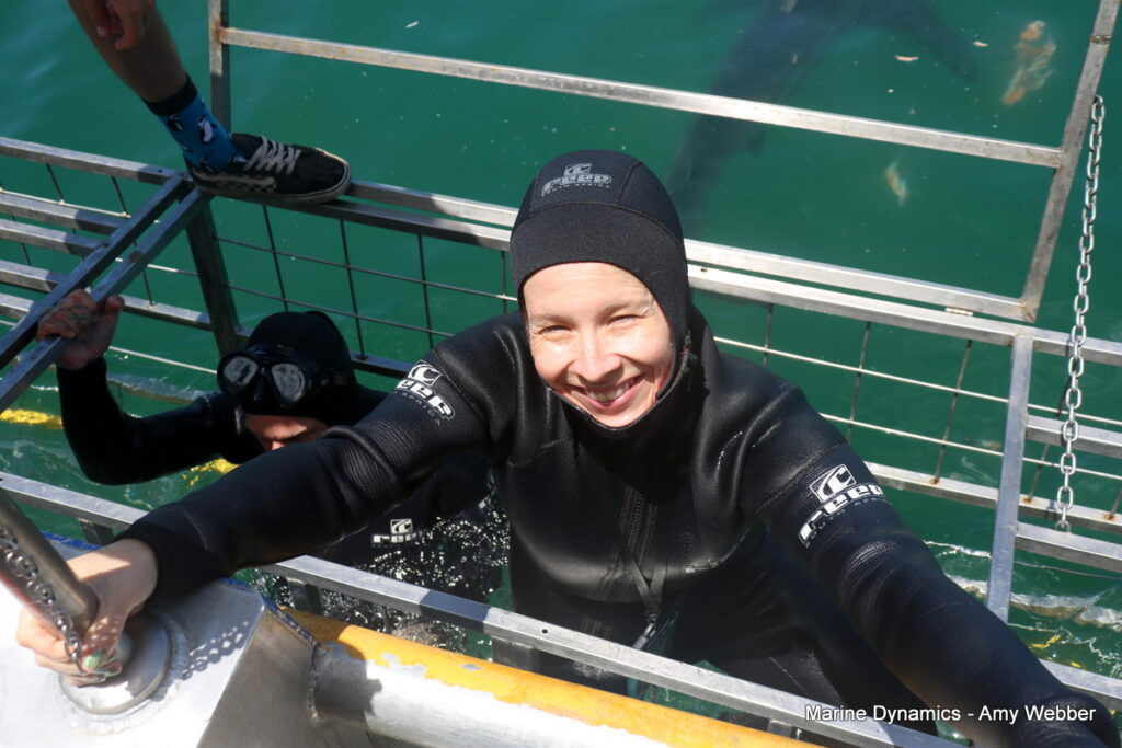 Shark cage diving, Gansbaai, South Africa