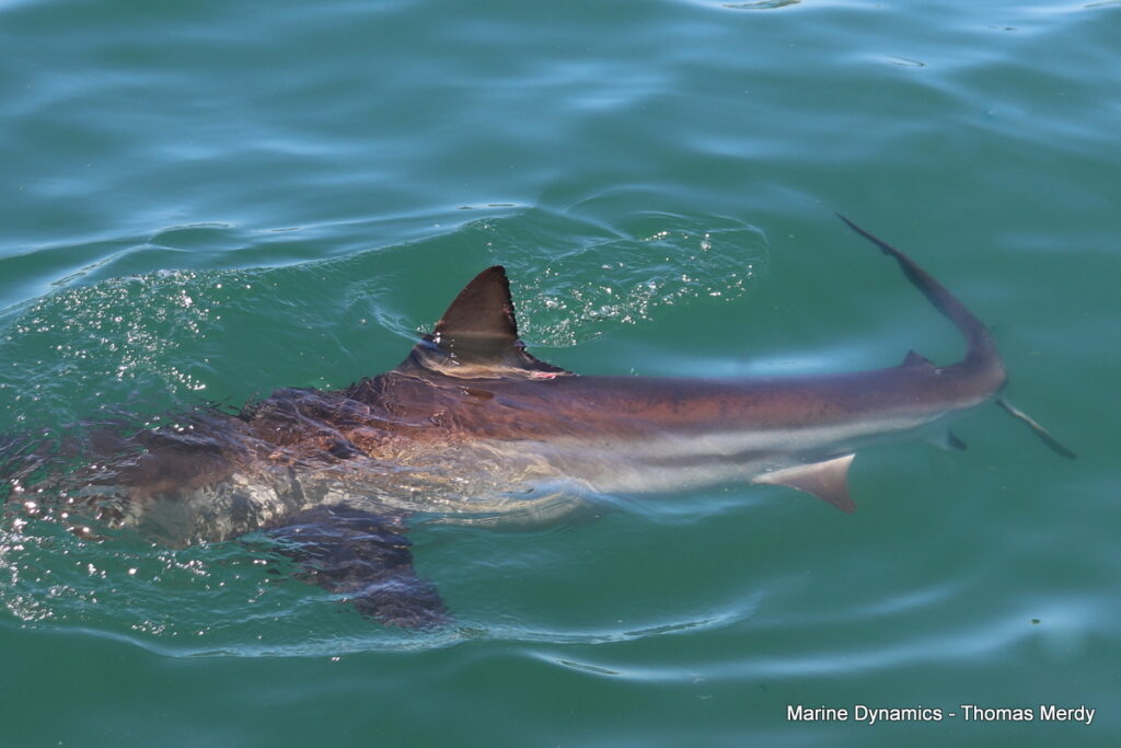 Shark cage diving, Gansbaai, South Africa