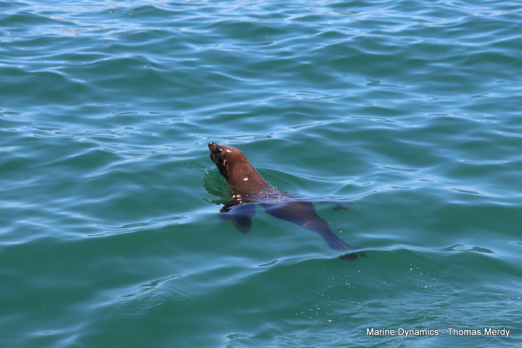 Shark cage diving, Gansbaai, South Africa