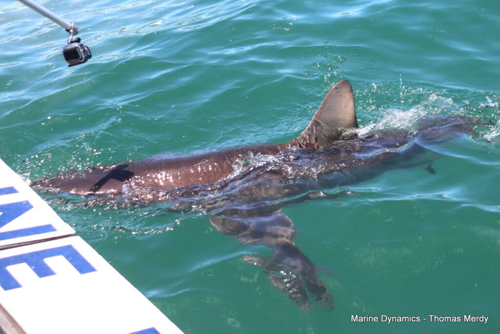 Shark cage diving, Gansbaai, South Africa