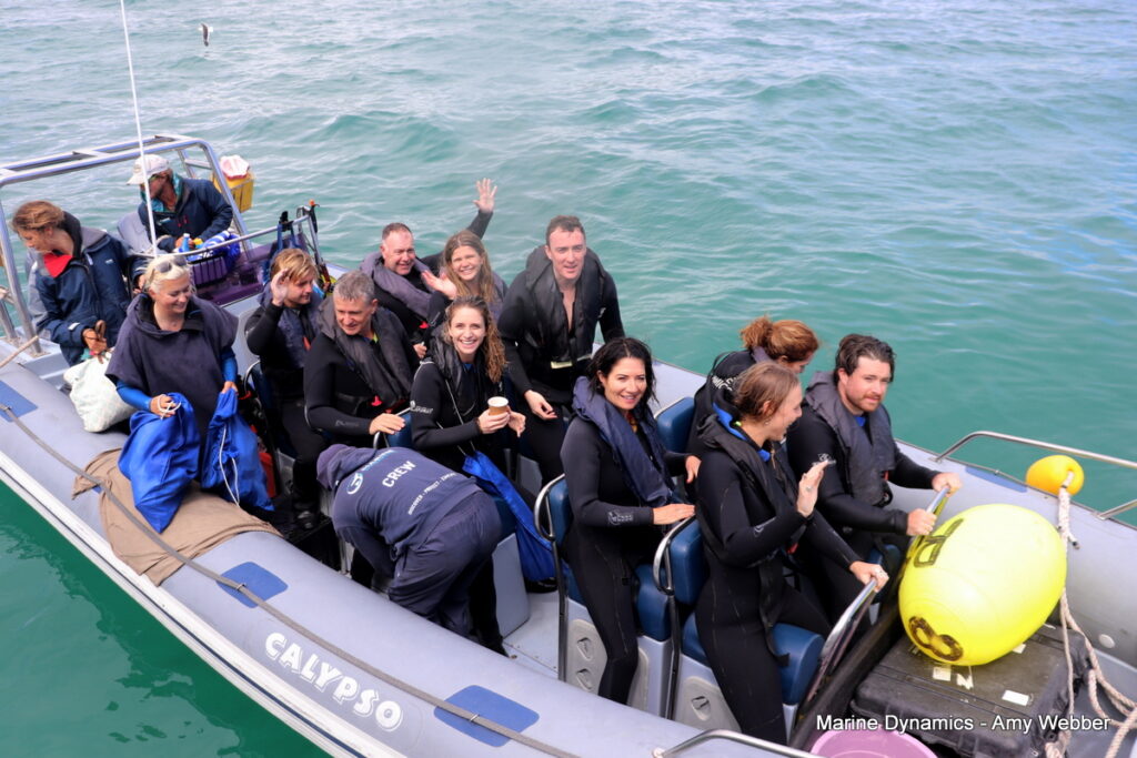 Shark cage diving, Gansbaai, South Africa