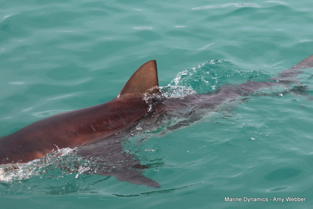Shark cage diving, Gansbaai, South Africa
