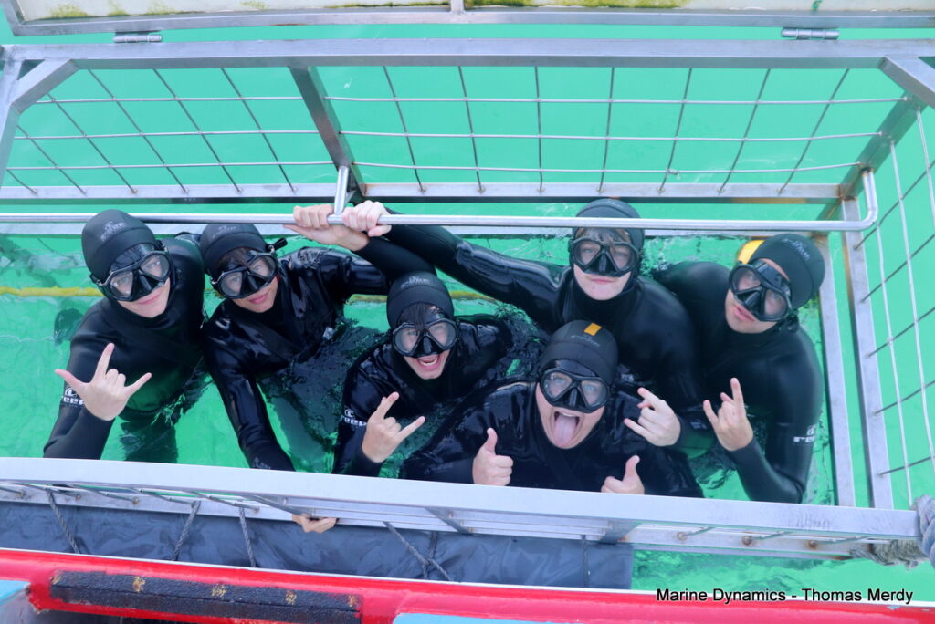 Shark cage diving, South Africa, Gansbaai