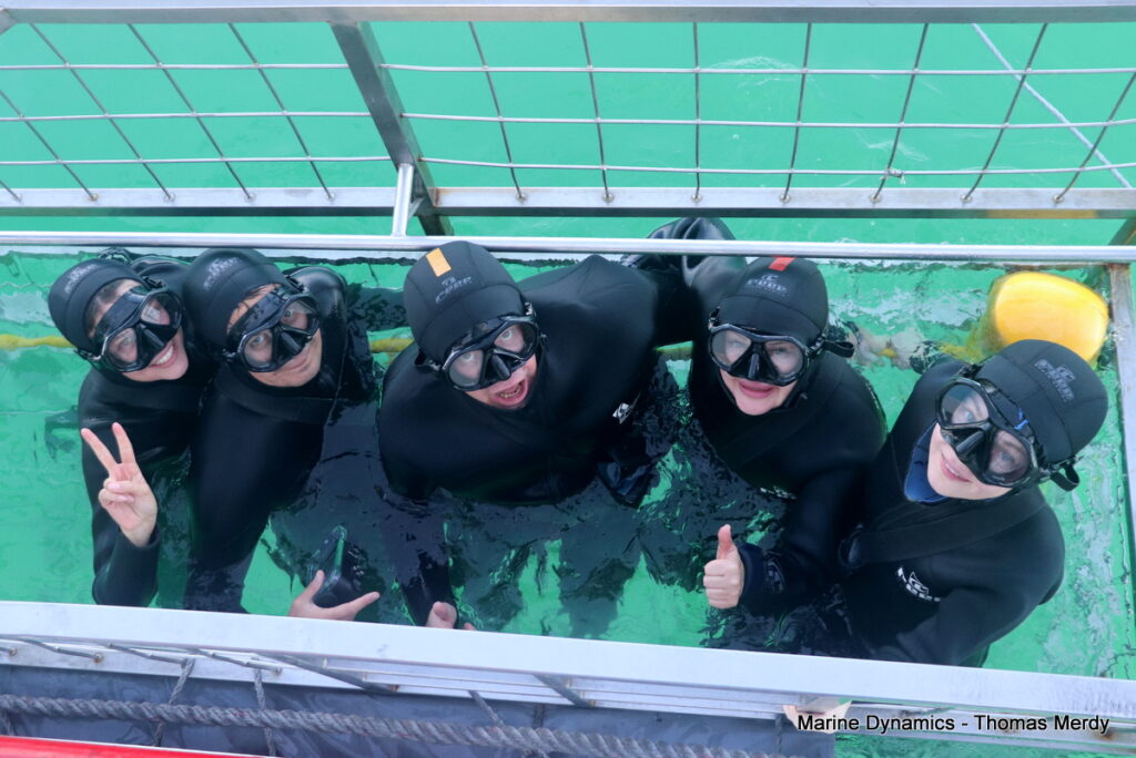 Shark cage diving, South Africa, Gansbaai