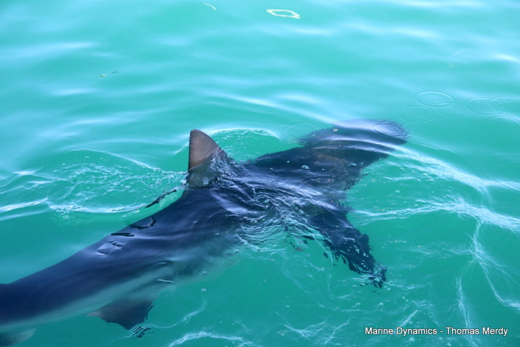 Shark cage diving, South Africa, Gansbaai