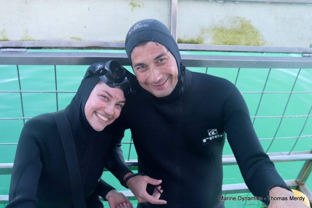 Shark cage diving, South Africa, Gansbaai