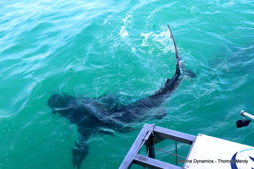 Shark cage diving, South Africa, Gansbaai