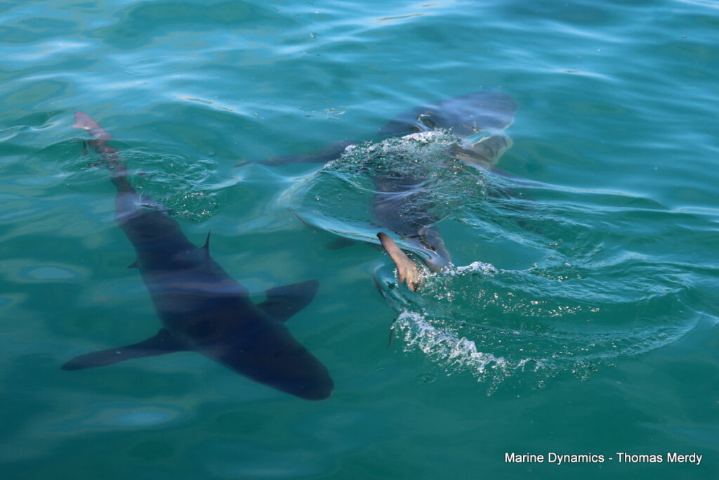 Shark cage diving, South Africa, Gansbaai