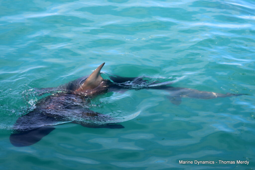Shark cage diving, South Africa, Gansbaai