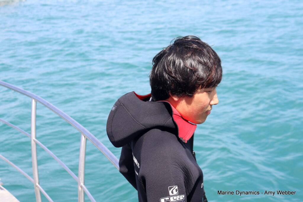 Shark cage diving, Gansbaai, South Africa