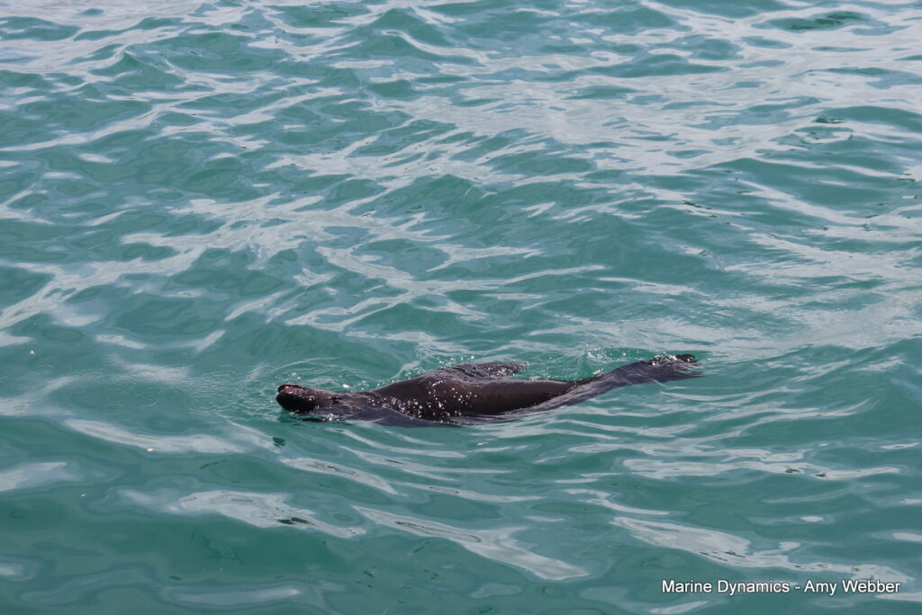 Shark cage diving, Gansbaai, South Africa