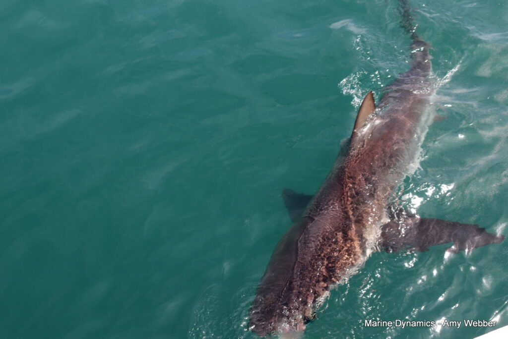 Shark cage diving, Gansbaai, South Africa