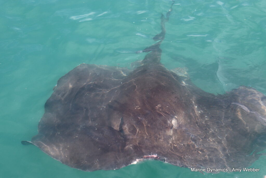 Shark cage diving, Gansbaai, South Africa