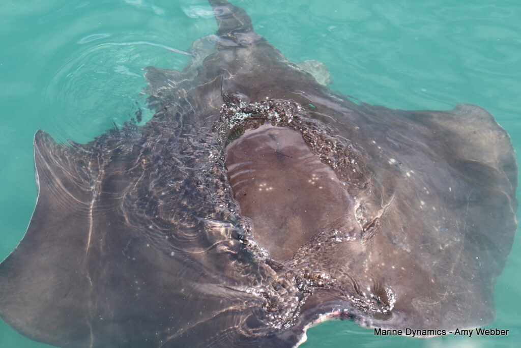 Shark cage diving, Gansbaai, South Africa