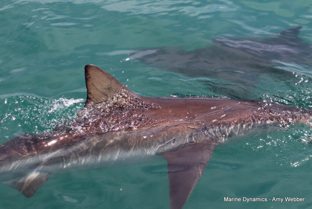 Shark cage diving, Gansbaai, South Africa