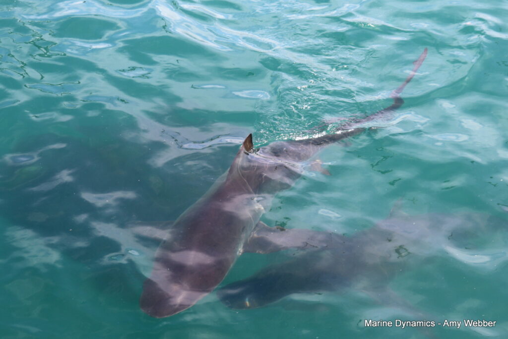 Shark cage diving, Gansbaai, South Africa