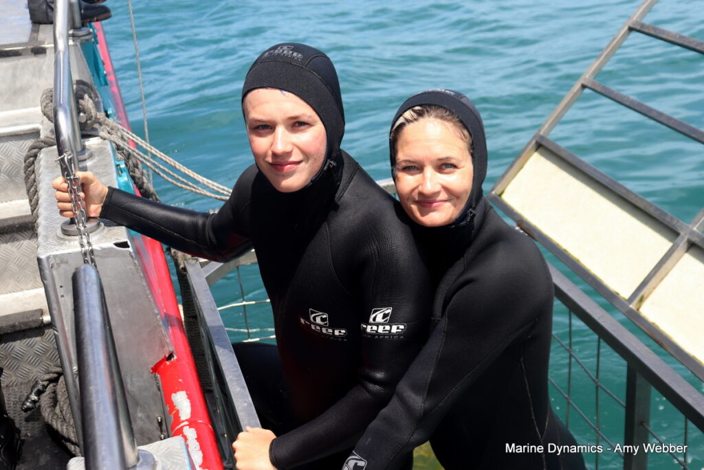 Shark cage diving, Gansbaai, South Africa