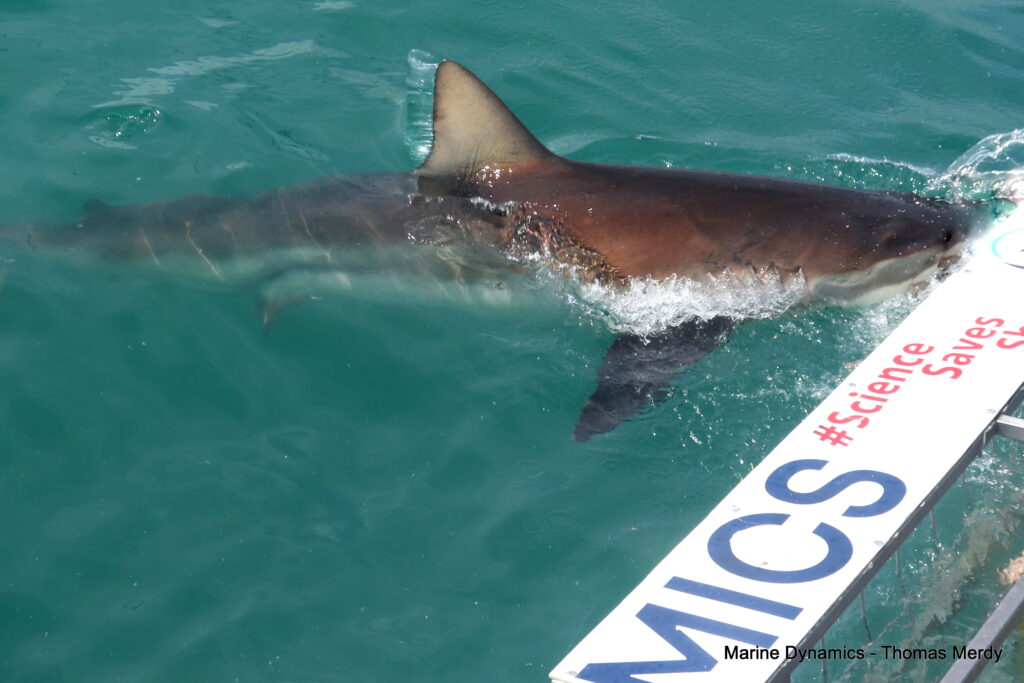 Shark cage diving, South Africa, Gansbaai