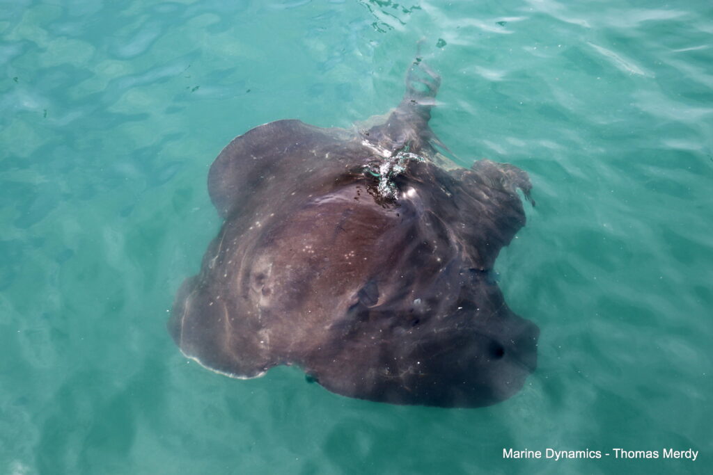 Shark cage diving, South Africa, Gansbaai
