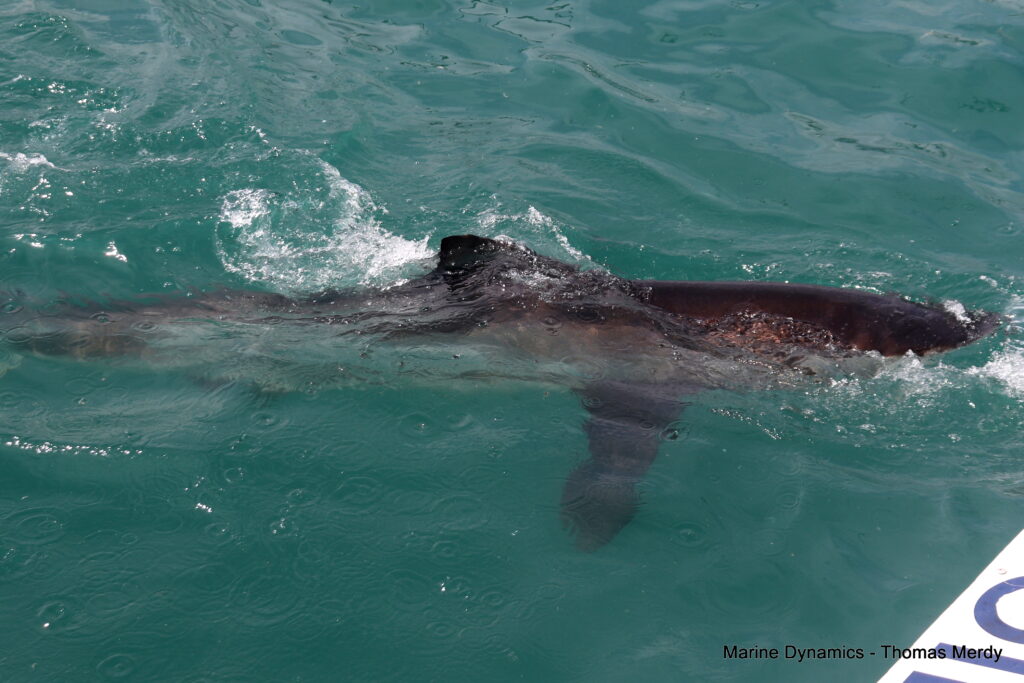 Shark cage diving, South Africa, Gansbaai