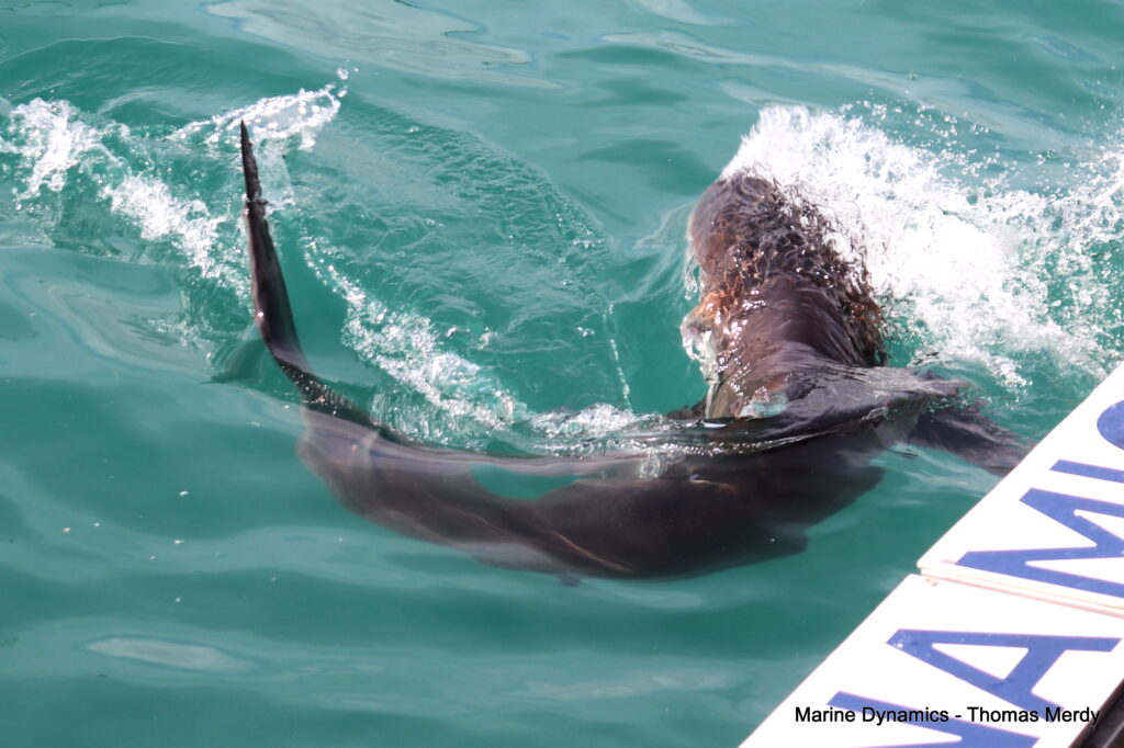 Shark cage diving, South Africa, Gansbaai