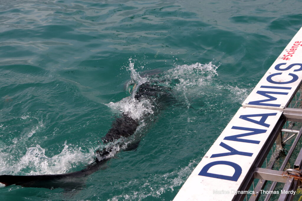 Shark cage diving, South Africa, Gansbaai