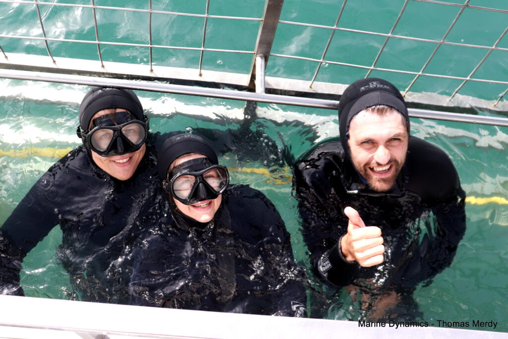Shark cage diving, South Africa, Gansbaai