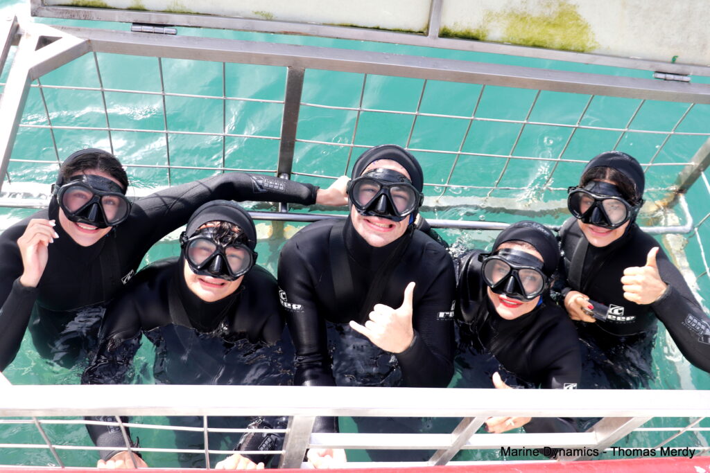 Shark cage diving, South Africa, Gansbaai