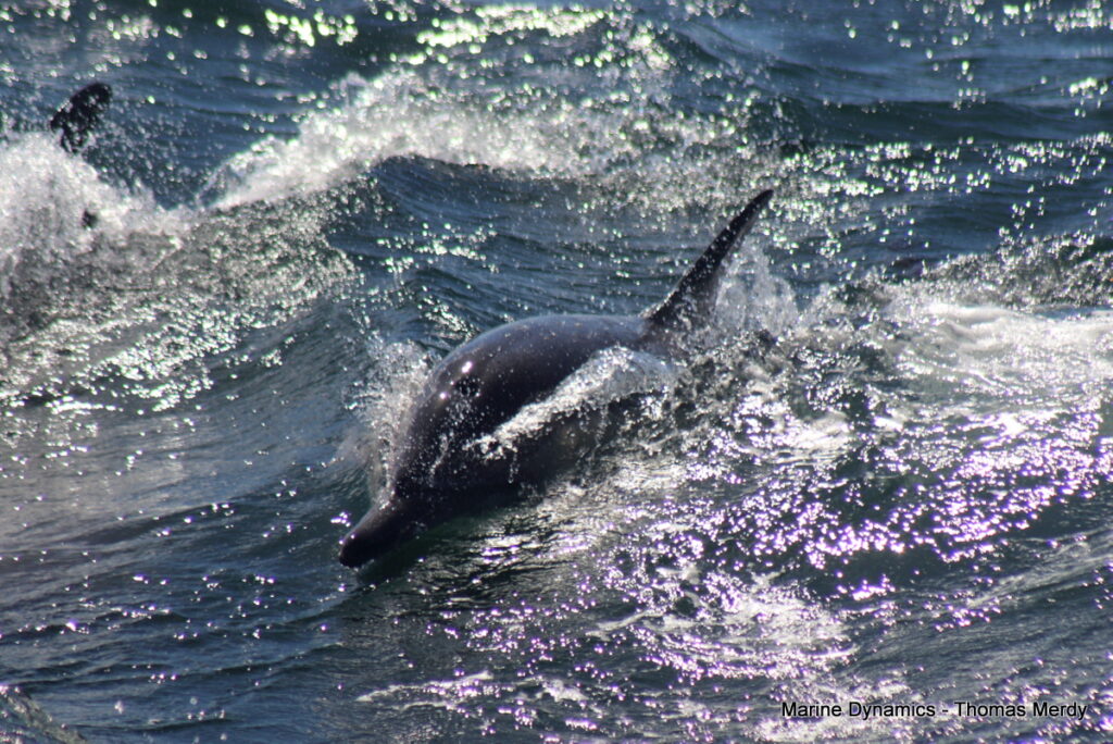 Shark cage diving, Gansbaai, South Africa