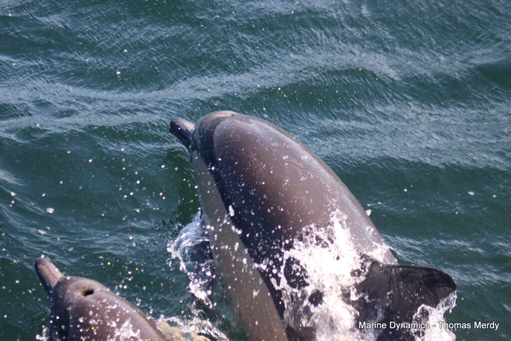 Shark cage diving, Gansbaai, South Africa