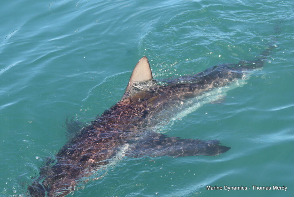 Shark cage diving, Gansbaai, South Africa