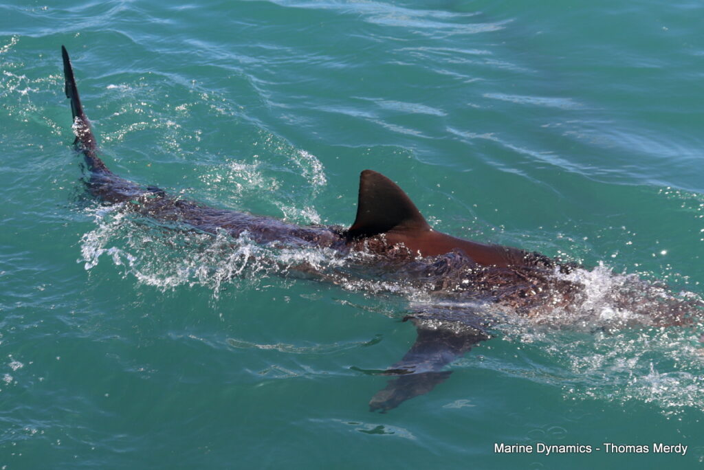 Shark cage diving, Gansbaai, South Africa
