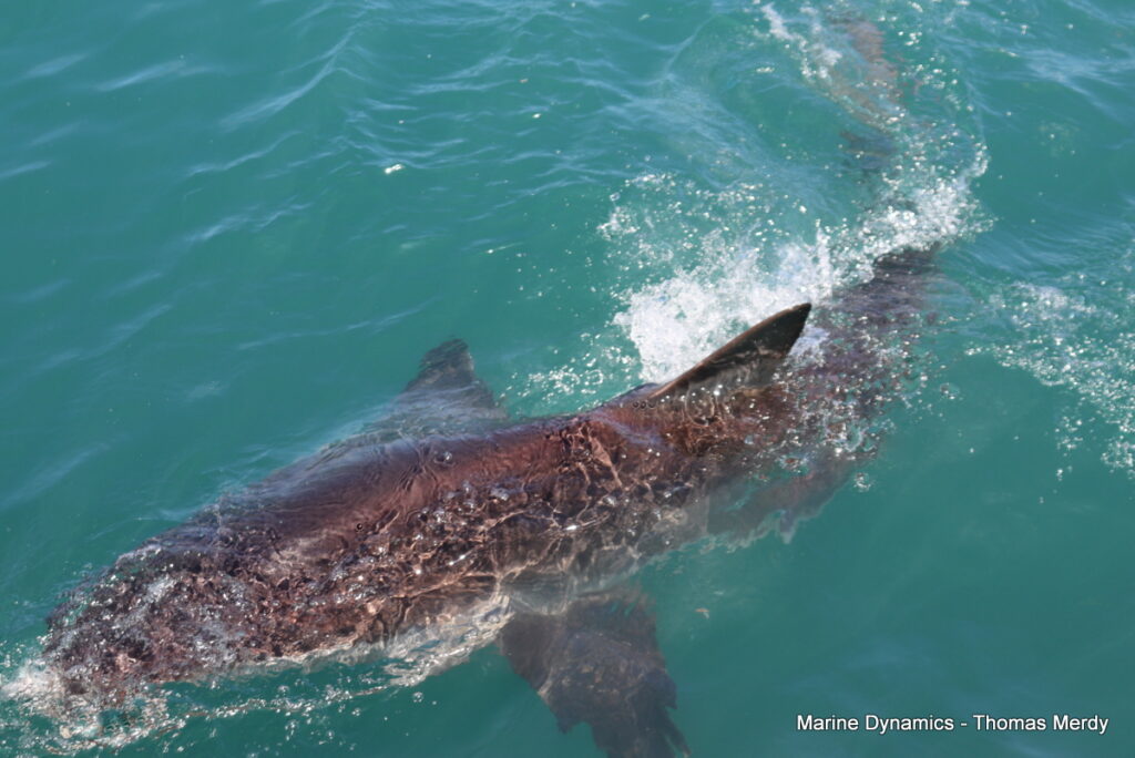 Shark cage diving, Gansbaai, South Africa