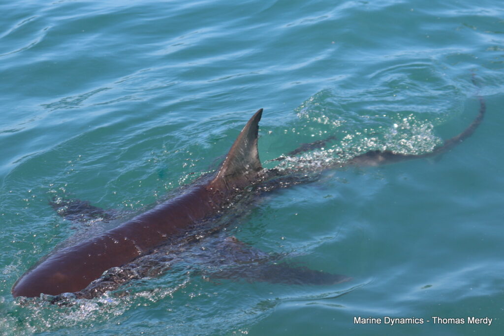 Shark cage diving, Gansbaai, South Africa