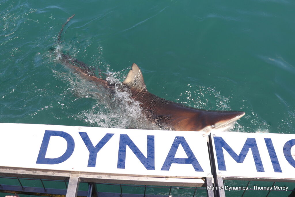 Shark cage diving, Gansbaai, South Africa