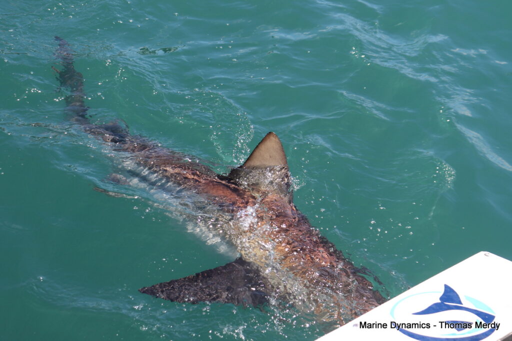 Shark cage diving, Gansbaai, South Africa