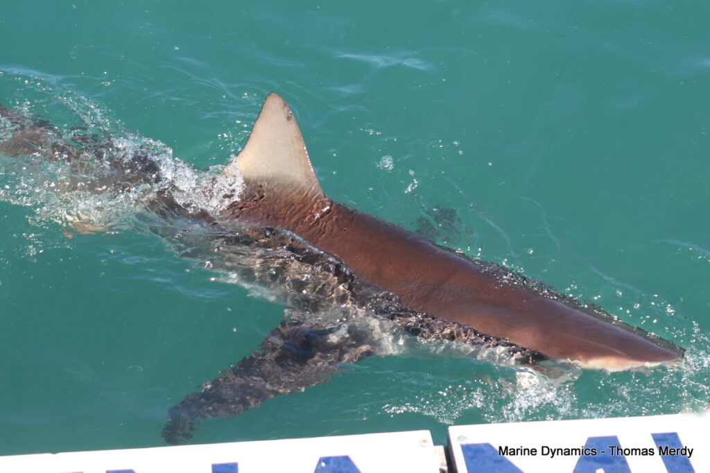Shark cage diving, Gansbaai, South Africa