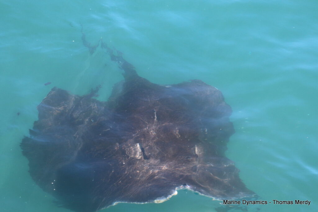 Shark cage diving, Gansbaai, South Africa