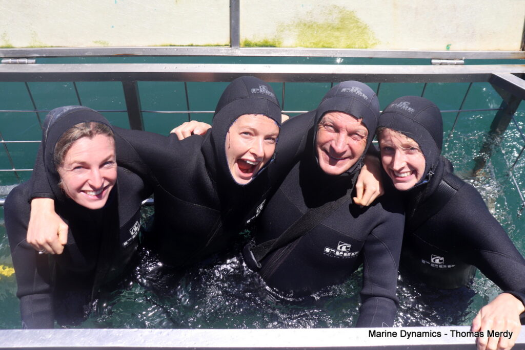 Shark cage diving, Gansbaai, South Africa