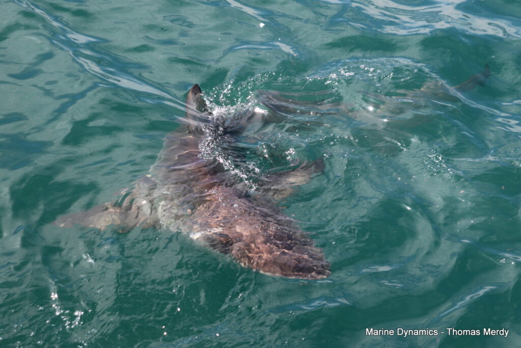 Shark cage diving, South Africa, Gansbaai