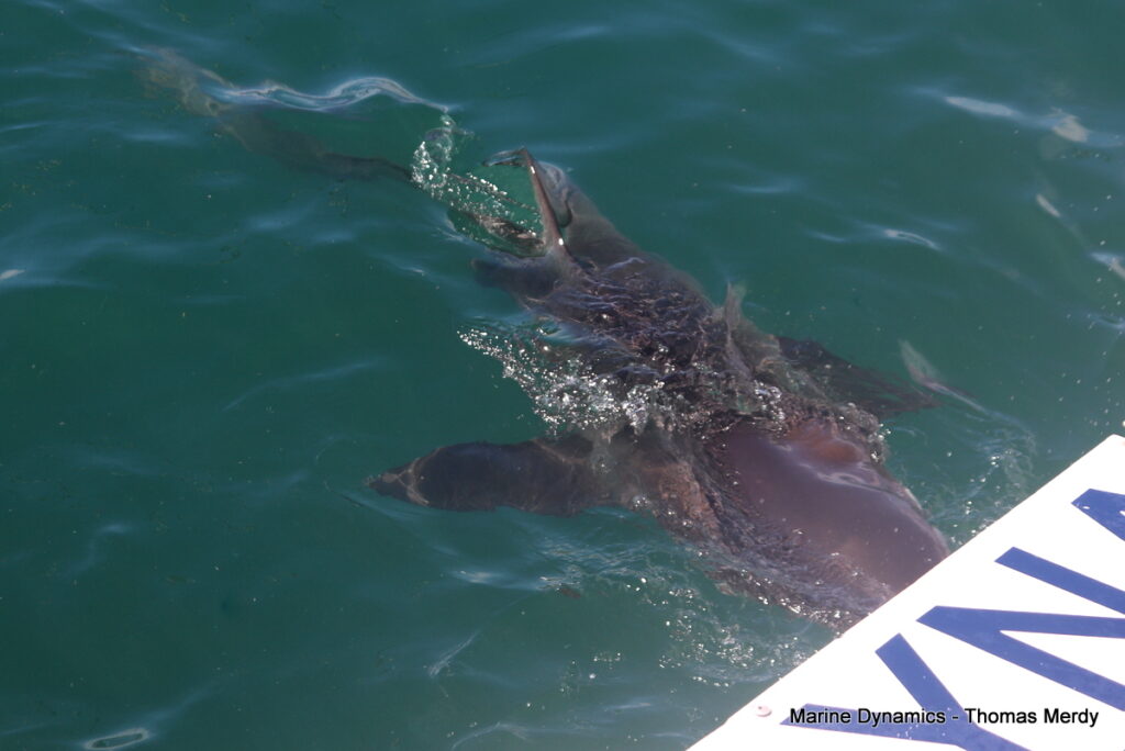 Shark cage diving, South Africa, Gansbaai