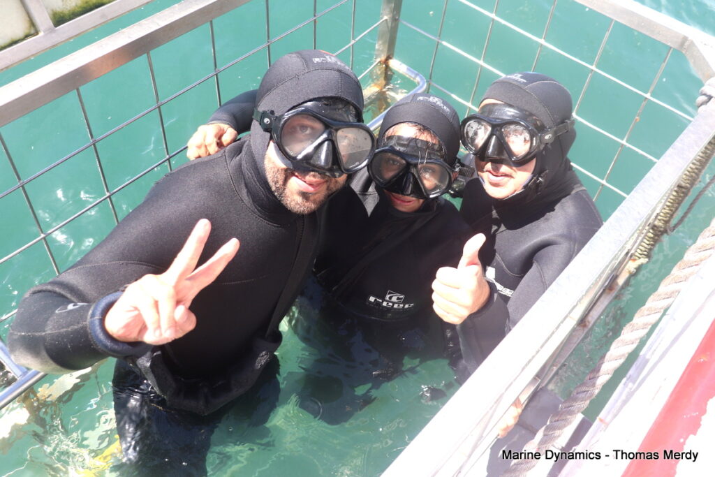 Shark cage diving, South Africa, Gansbaai