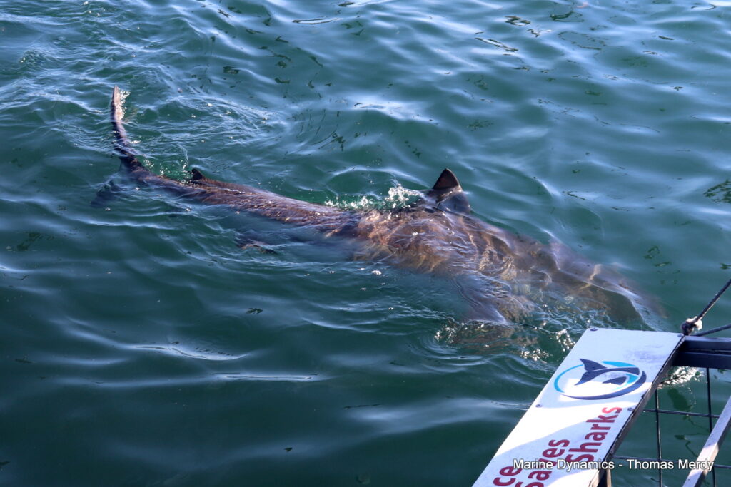 Shark cage diving, South Africa, Gansbaai