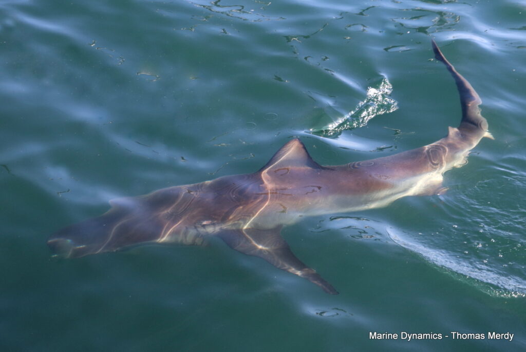 Shark cage diving, South Africa, Gansbaai