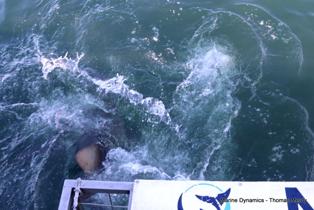 Shark cage diving, South Africa, Gansbaai