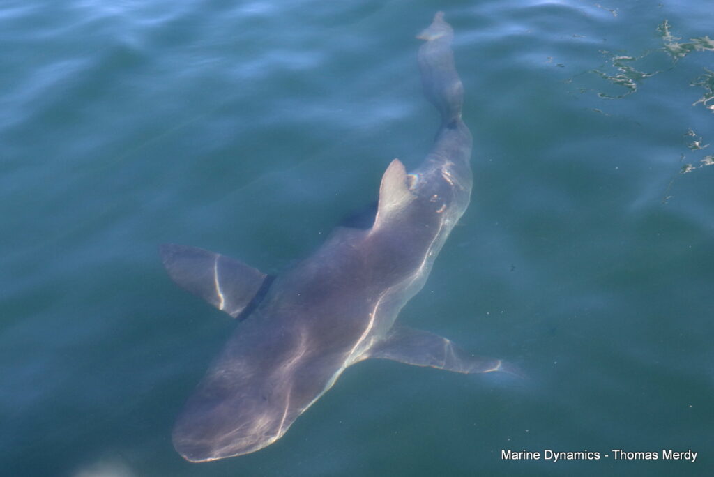Shark cage diving, South Africa, Gansbaai