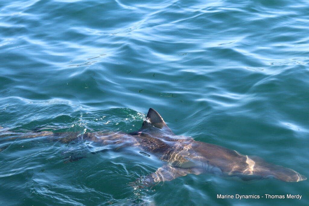 Shark cage diving, South Africa, Gansbaai