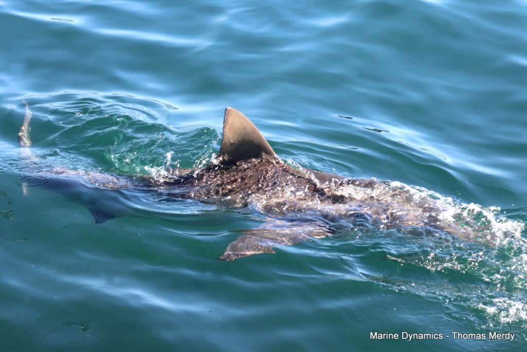 Shark cage diving, South Africa, Gansbaai