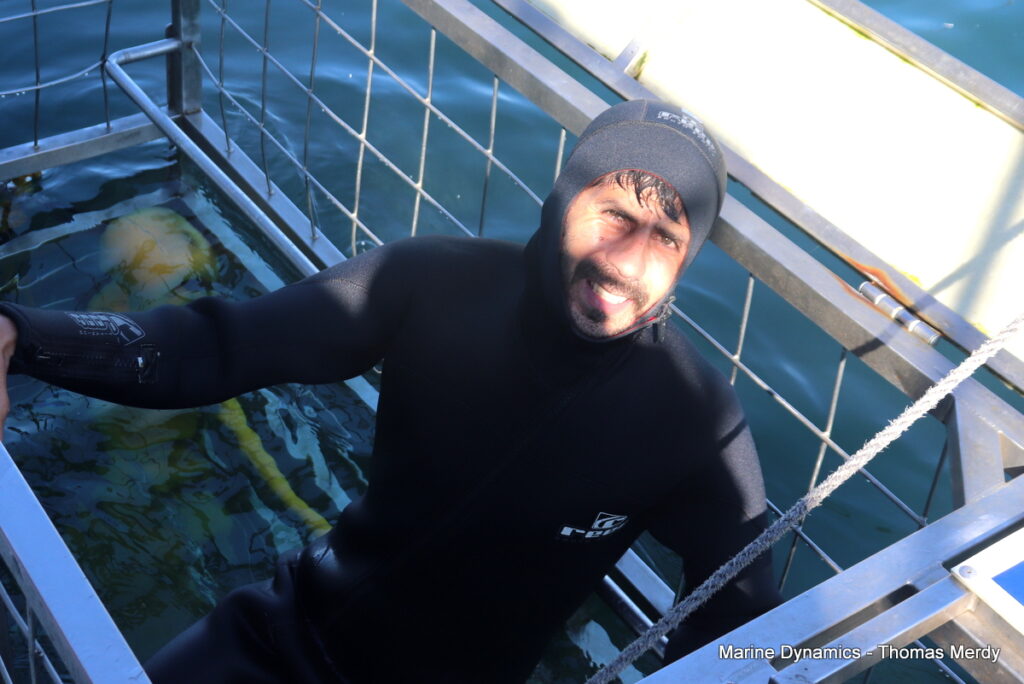 Shark cage diving, South Africa, Gansbaai